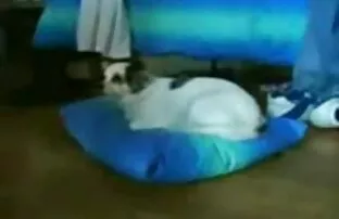 あなたの水着を脱ぐことなく、ビーチで遊ぶ 女 の おっぱい の アニメ